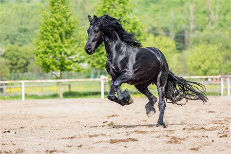 Friesian Sporthorse: Breed Profile .